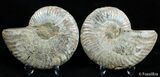 Beautiful Inch Split Ammonite Pair #2388-2